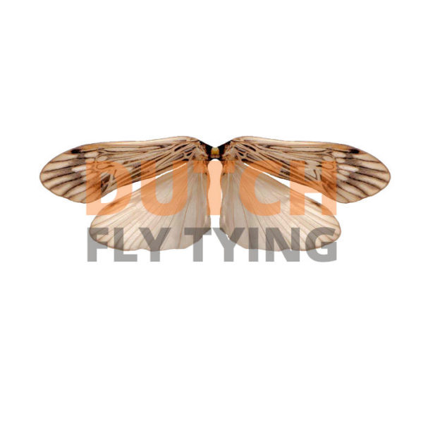 Caddis Fly Wing 25 Dutch Fly Tying